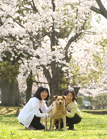 熊本　家族　ペット　桜　ロケーション